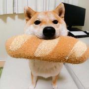 明明要多多努力啊的个人资料头像