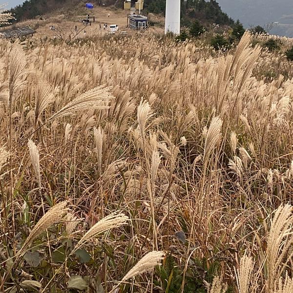认真的饭团Rud头像