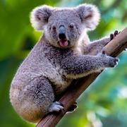 林鹏380的个人资料头像