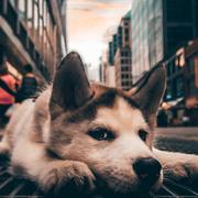 鬼_画符的个人资料头像