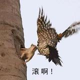 聪明的扑克pgV头像