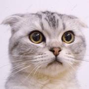 skra的个人资料头像