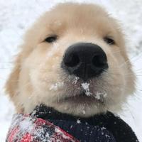 小谷咕咕谷头像