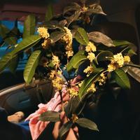 白条是条鱼头像