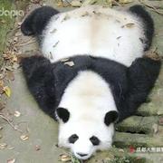 阿强爱上阿珍的个人资料头像
