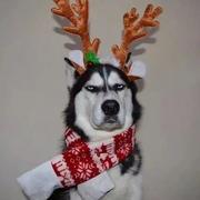 Leo343的个人资料头像