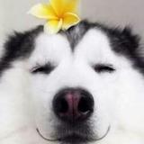 万成头像