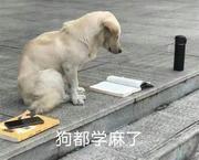 Develoven的个人资料头像