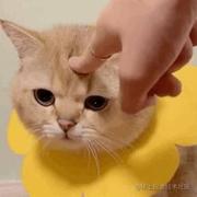 动感光波biubiu的个人资料头像