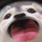 马萨卡的个人资料头像