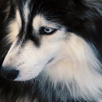 普通人gWolfe头像