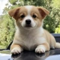 乡村痞孙子头像