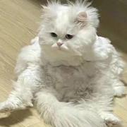 阿波罗尼斯圆的个人资料头像