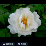 英明果断苹果CI头像