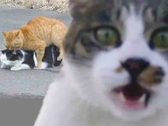 LinXay头像