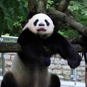 胖墩Panda头像