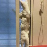 猫很怪头像