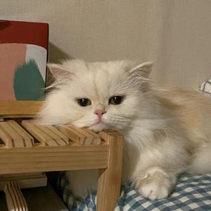 积极的帆船Dzq头像