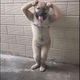 启辰大V车机升级头像