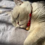 Gangangan的个人资料头像