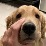 魂动狗自达头像