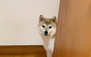 用户7842419727761的个人资料头像