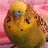 AU魔道圣尊DI头像