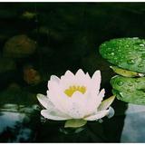 风姿卓越露珠8vR头像