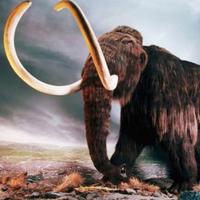猛犸mamut头像
