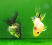 一条鱼尾的个人资料头像