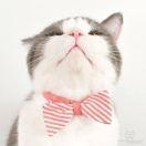 木木木公瑾的个人资料头像