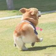 巴拉巴拉耶的个人资料头像