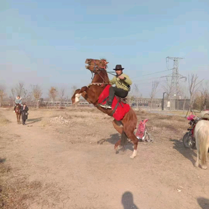 驯马师头像