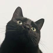 安十五的个人资料头像