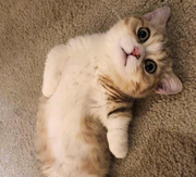 侦探猫的个人资料头像