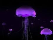 Jarmon的个人资料头像