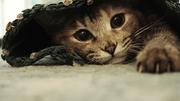 小猫不爱摸鱼的个人资料头像