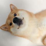 辣鸡头像