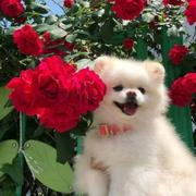 魔仙堡小矮人来了的个人资料头像