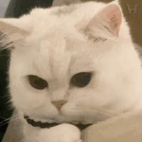懂车猫头像