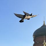 圈主迷弟十七头像