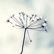 花毛茛_的个人资料头像