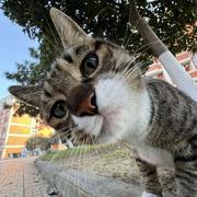 洋人的个人资料头像