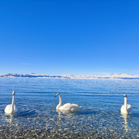 西部客82350508头像