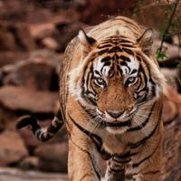 风趣坚持自我头像