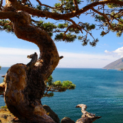 SL781326505的个人资料头像