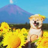 DrRobber头像