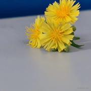 交换余生1的个人资料头像