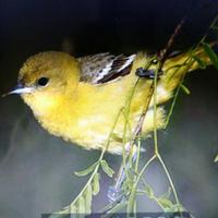 火树银花18551头像