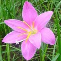 双眼皮李钵头像
